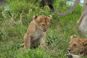 lion cub sitting and observing the area around him in the serengeti national park tanzania
