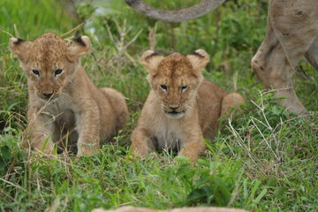 lion cub sitting and observing the area around him in the serengeti national park tanzania