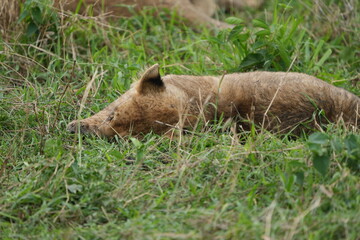 Sleepy Lion Cub Resting in Tall Grass, Serengeti National Park, Tanzania