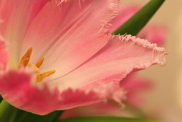 Fototapeta premium The beauty of spring blooming pink tulip.