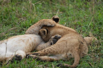 Playful Lion Cubs in the Grass – Serengeti's Young Royals at Play - two lion cubs pawing at each other