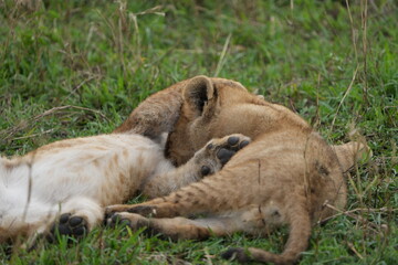 Playful Lion Cubs in the Grass – Serengeti's Young Royals at Play - two lion cubs pawing at each other