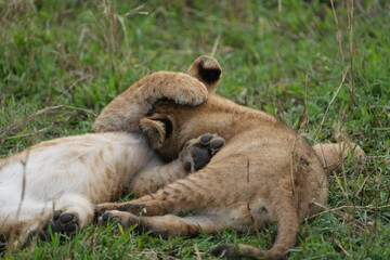 Playful Lion Cubs in the Grass – Serengeti's Young Royals at Play - two lion cubs pawing at each other