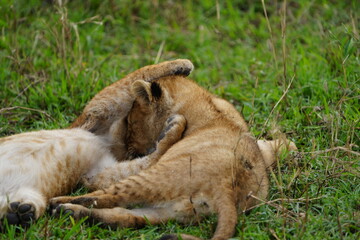 two lion cubs playing in the grass together, brothers, tanzania, serengeti national park