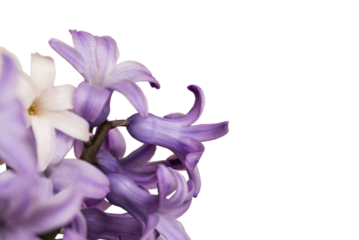 Background design with copy space and text with blue hyacinths. Spring flower blank for design.