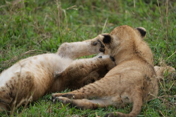 two lion cubs playing in the grass together, brothers, tanzania, serengeti national park
