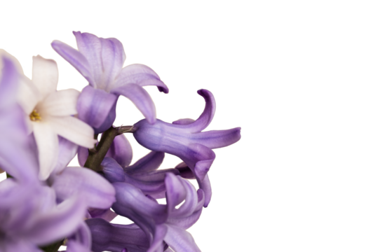 Background design with copy space and text with blue hyacinths. Spring flower blank for design.