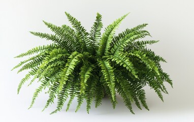 A lush fern with its intricate green fronds spreading out elegantly on a bright white surface