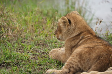 portrait of a lion cub laying in the grass of the serengeti national park tanzania wallpaper