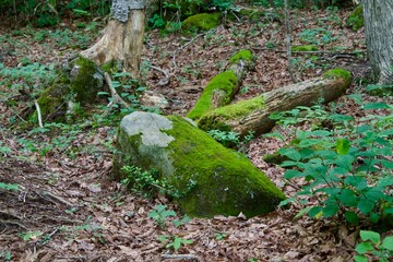 Moss on stones in the forests of Shiga Kogen
