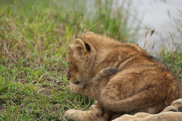portrait of a lion cub laying in the grass of the serengeti national park tanzania wallpaper
