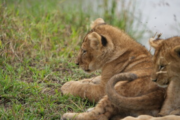 portrait of a lion cub isolated young in the serengeti national park tanzania