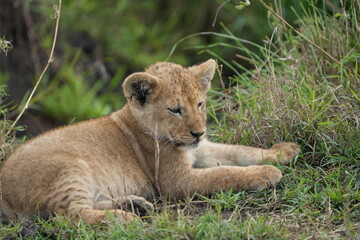 portrait of a lion cub isolated young in the serengeti national park tanzania
