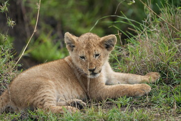 Naklejka premium portrait of a lion cub isolated young in the serengeti national park tanzania