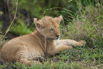 portrait of a lion cub isolated young in the serengeti national park tanzania