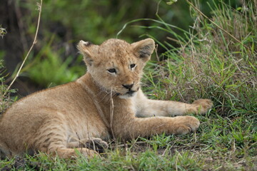 portrait of a lion cub isolated young in the serengeti national park tanzania
