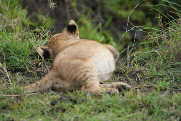 lion cub panthera leo in the grass of the savannah portrait serengeti national park