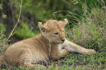 lion cub panthera leo in the grass of the savannah portrait serengeti national park