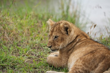 lion cub panthera leo in the grass of the savannah portrait serengeti national park