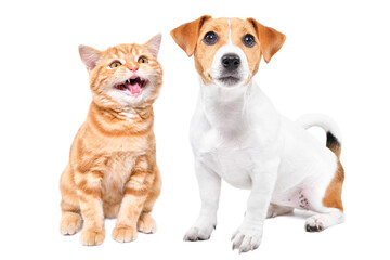 Jack Russell Terrier puppy and meowing Scottish Straight kitten sitting together isolated on a white background
