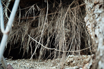 Animal burrow under tree roots in the forest. Entrance to the burrow. Wildlife den in the ground.