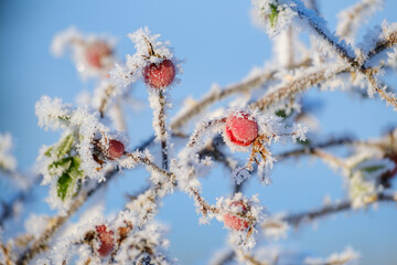 Frosen rosehip in the winter