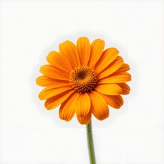 orange gerber daisy isolated