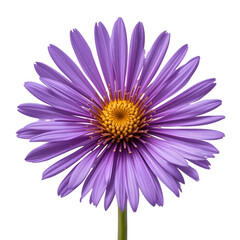 Fototapeta premium purple aster isolated on white