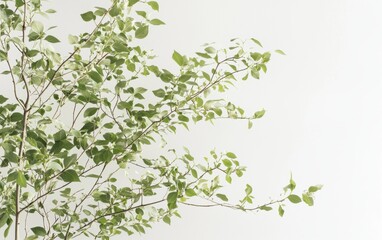 A poplar tree with its narrow, tall shape and light green leaves on a white backdrop
