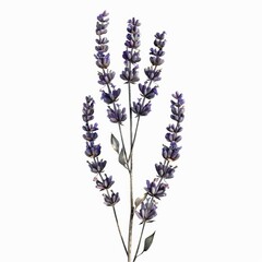 Naklejka premium Close up of dried lavender flowers, showcasing intricate details and textures against a clean white backdrop