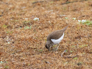 Common sandpiper (Actitis hypoleucos) foraging on dry grassland. Shot in a natural habitat.