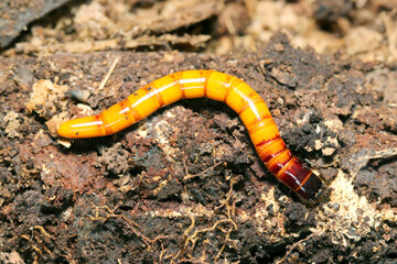 光沢のある硬い飴色のオオナガコメツキの幼虫全体像（自然光+ストロボマクロ接写）