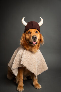 Golden retriever dressed as a Viking wearing a helmet and cloak