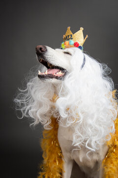 White German Shepherd wearing a long white curly wig, crown with the words Let's Party and golden feather boa