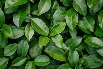 Jiaogulan green leaves possess medicinal qualities