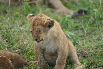portrait of a lion cub isolated young in the serengeti national park tanzania