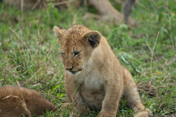 portrait of a lion cub isolated young in the serengeti national park tanzania