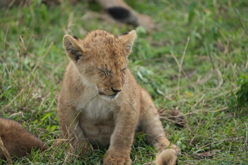 portrait of a lion cub isolated young in the serengeti national park tanzania
