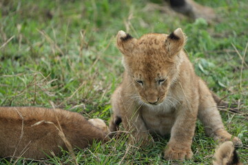 portrait of a lion cub isolated young in the serengeti national park tanzania