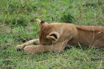Fototapeta premium portrait of a small sleepy lion cub laying in the grass in the serengeti national park in tanzania, safari