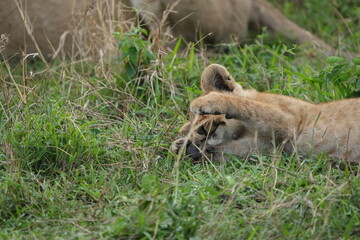 Naklejka premium portrait of a small sleepy lion cub laying in the grass in the serengeti national park in tanzania, safari - lion cub covering his own eyes with his paws