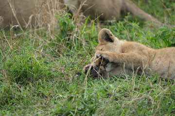 portrait of a small sleepy lion cub laying in the grass in the serengeti national park in tanzania, safari