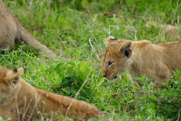 portrait and wallpaper of a baby lion laying in the grass of the serengeti national park in tanzania