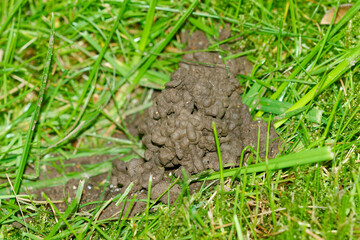 Regenwurmhäufchen auf dem Rasen	