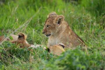 portrait and wallpaper of a baby lion laying in the grass of the serengeti national park in tanzania