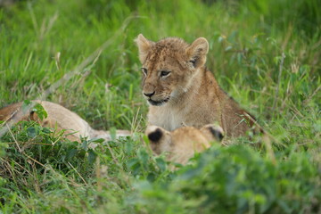 portrait and wallpaper of a baby lion laying in the grass of the serengeti national park in tanzania