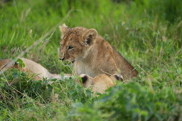 Obraz premium portrait and wallpaper of a baby lion laying in the grass of the serengeti national park in tanzania