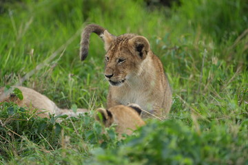 portrait and wallpaper of a baby lion laying in the grass of the serengeti national park in tanzania