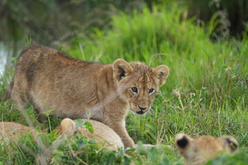 young lion cub on the prowl, portrait, cute wallpaper against bright green grass - serengeti national park tanzania