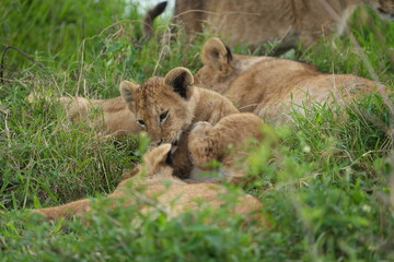 small lion cub cleaning himself, licking his leg, while lying in the serengeti national park with his pride